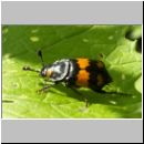 Necrophorus vespilloides - Totengraeber 01.jpg